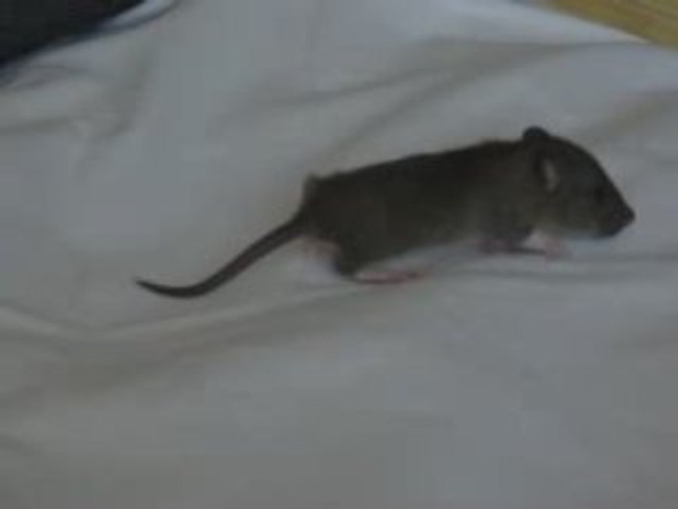 Bebe 1