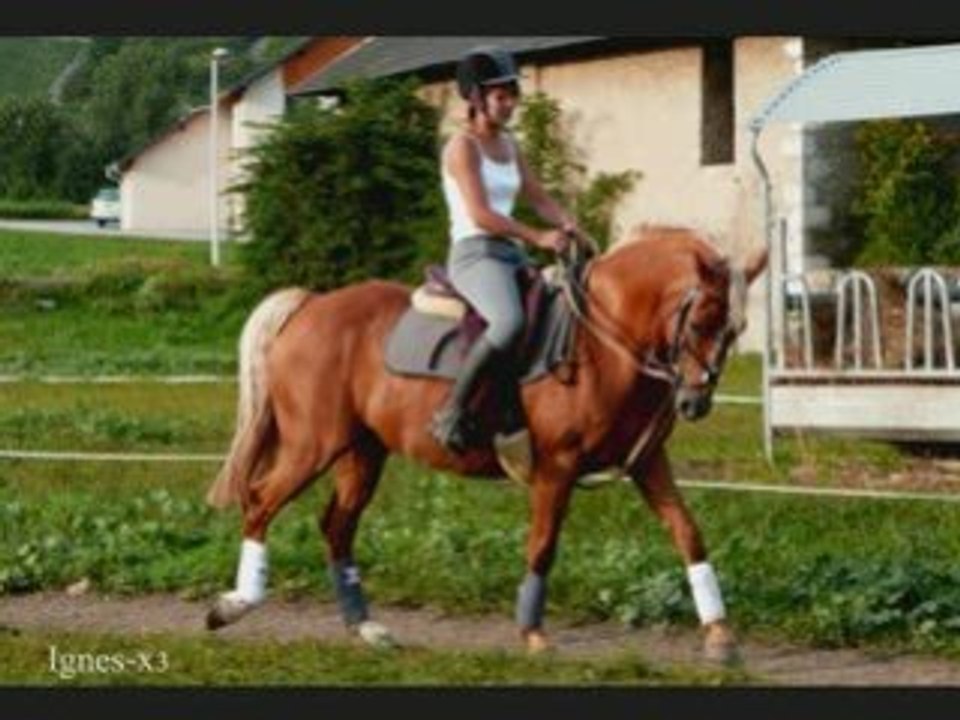 Vend ponette pour CSO et loisirs