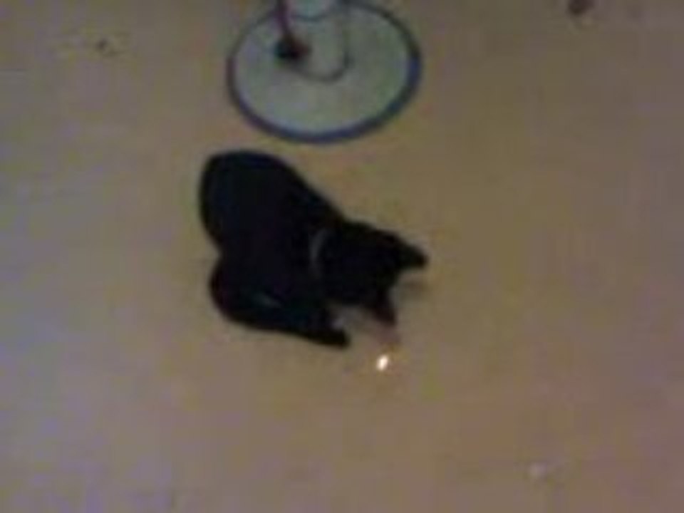 chat et laser