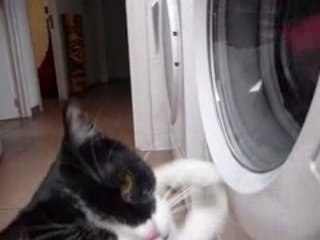 Cali et la machine à laver...