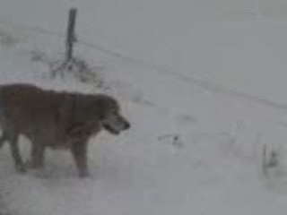 les toutous à la neige