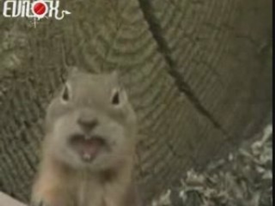 le rupt'hamster