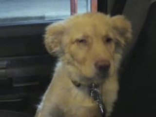 Chuck Goes For A Ride