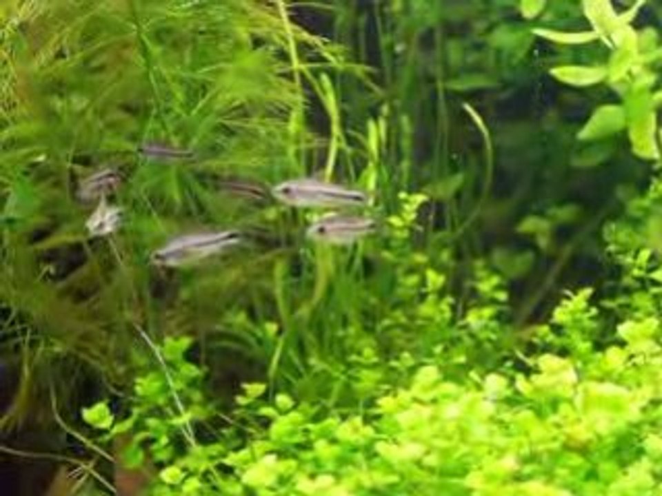 corydoras pymaeus" the return"