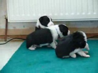 Séance de jeux à l'âge de 3 semaines