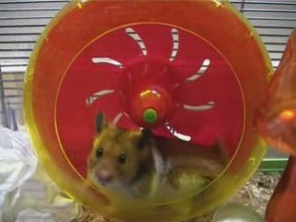 Twenty le hamster & Cassandra