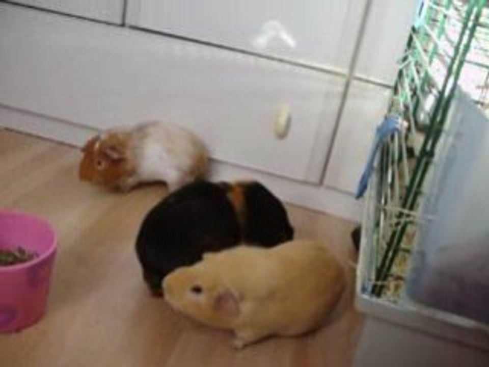 Cochon d'inde