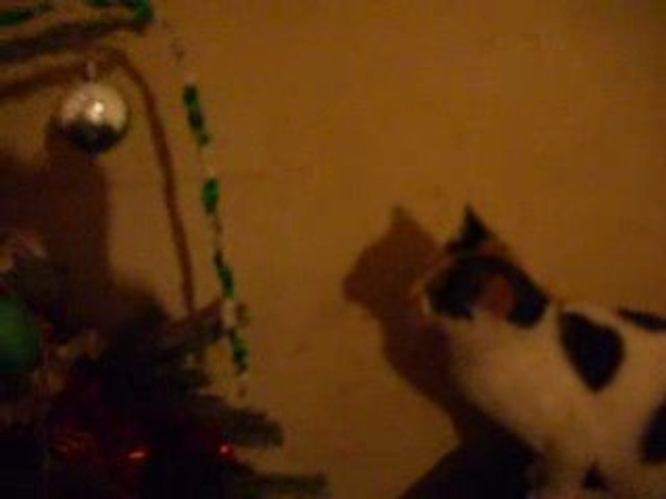 ma chate joue avec le sapin