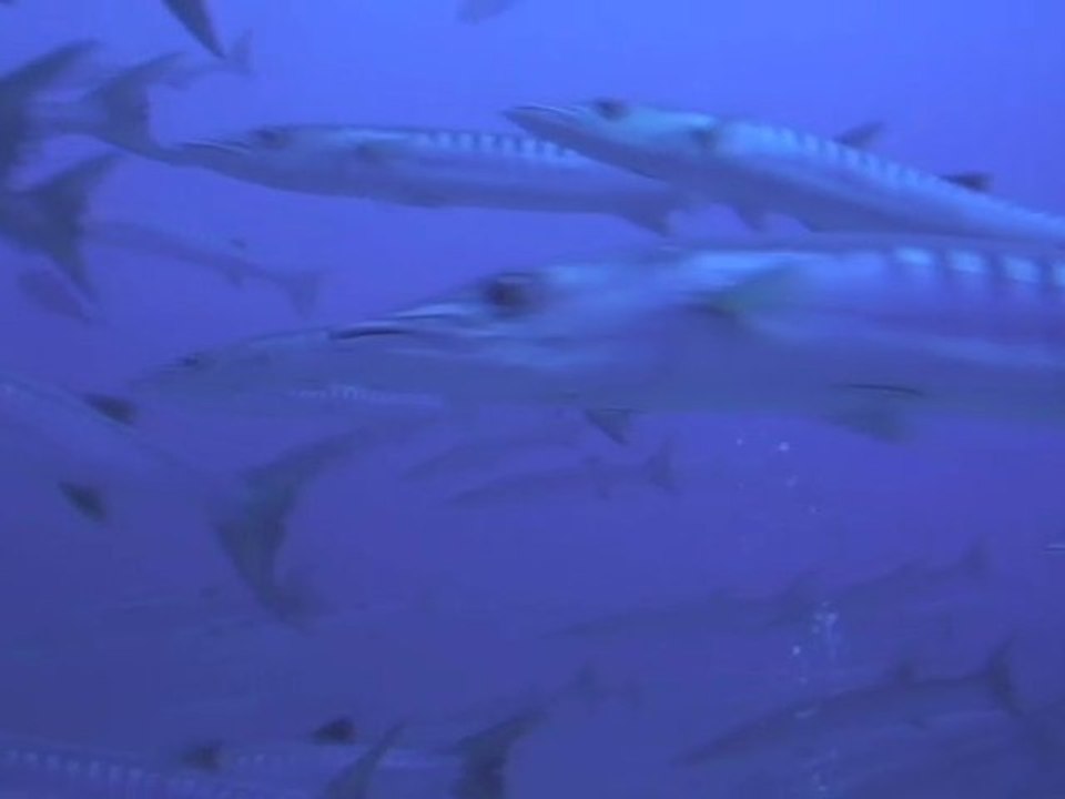 Rangiroa diving