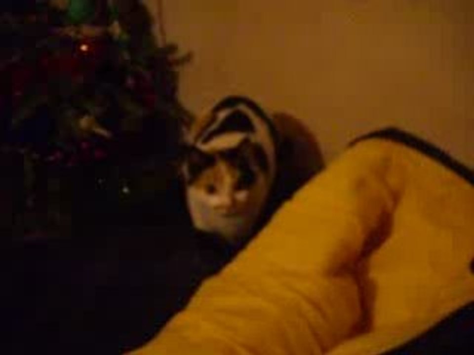 le chat sauteur 2°eme