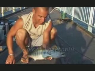 Pêche de bonites, maquereaux, balistes