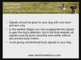 Better Dog Handling While Training A Jack Russell