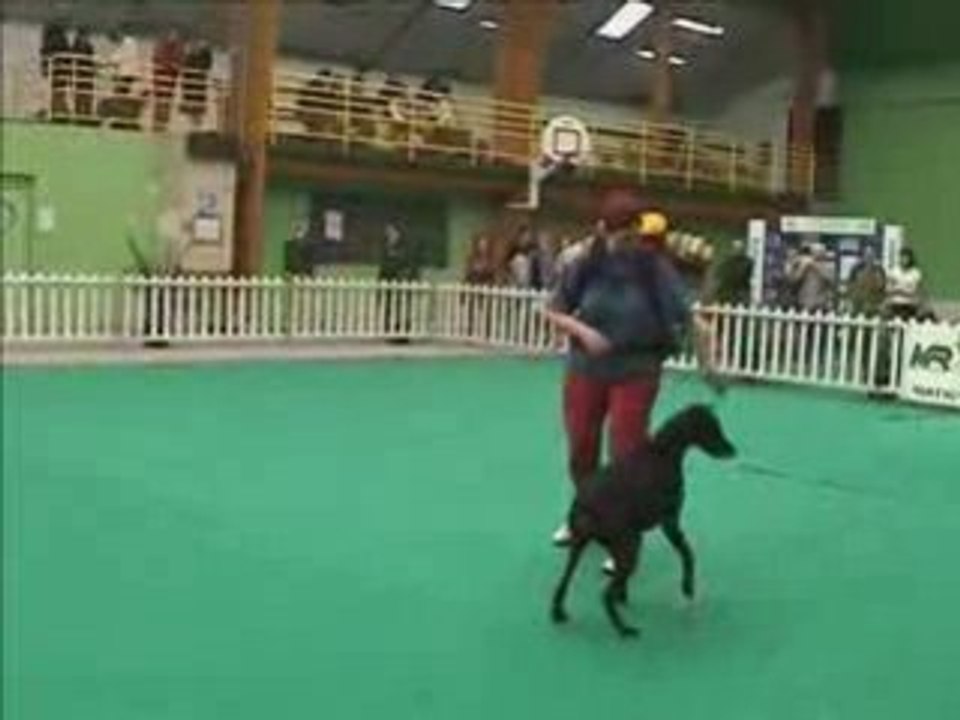 Dansons tous en rythme avec Vicky ma Doberman !!!