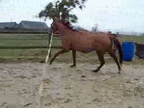 Noune longe saut vertical