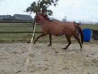 Noune longe saut vertical