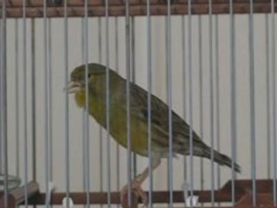 CANARIO SILVESTRE(3)