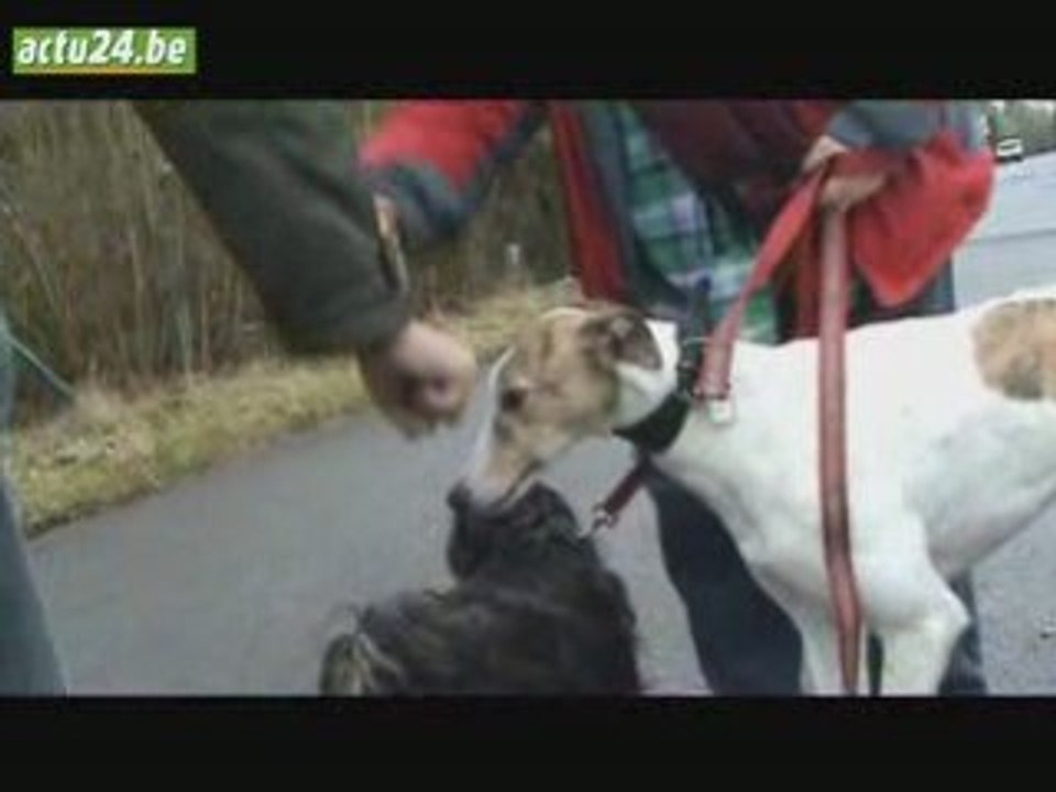 Actu24 - Prévention chiens dangereux