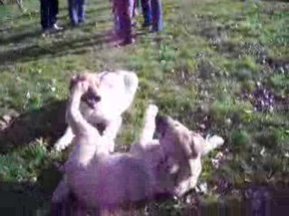 Dixie et Dioula