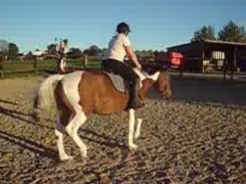 Jument pie bai tobiano