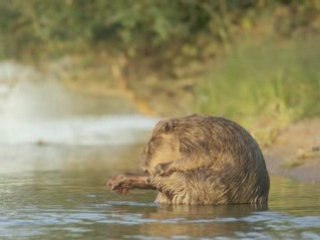 Images de Loire-Le Castor d'Europe