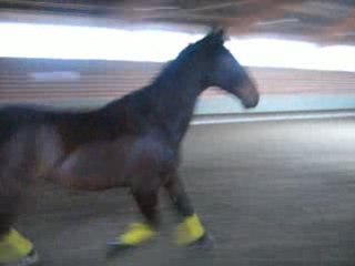 Galopin ##08.02.09