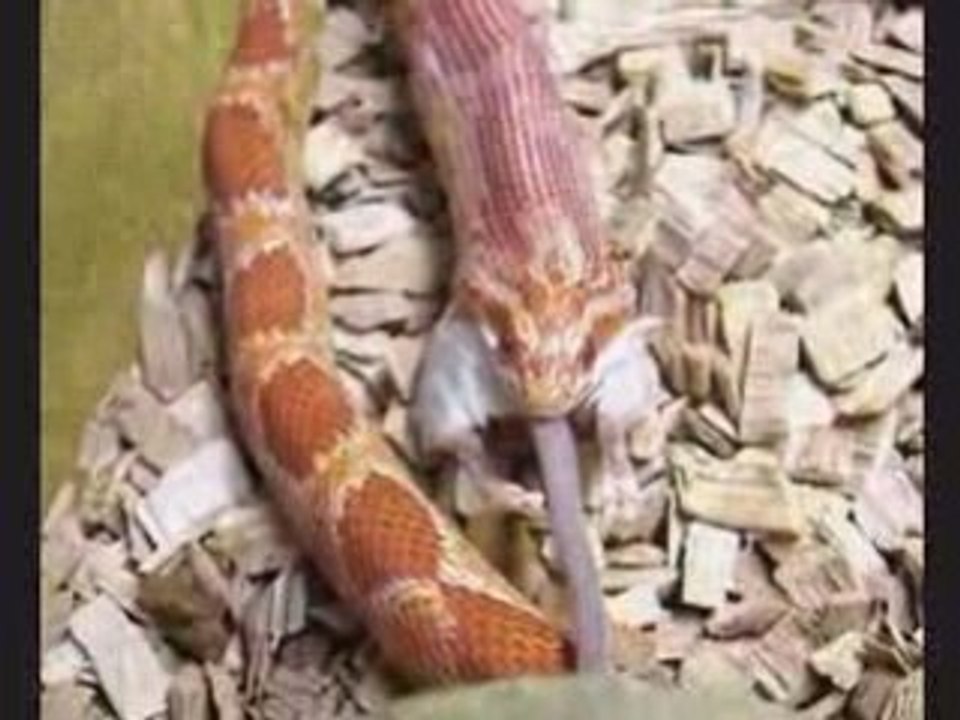 Elaphe guttata