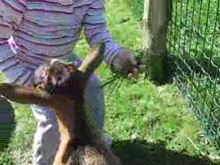 déjeuné des bébés chèvres !