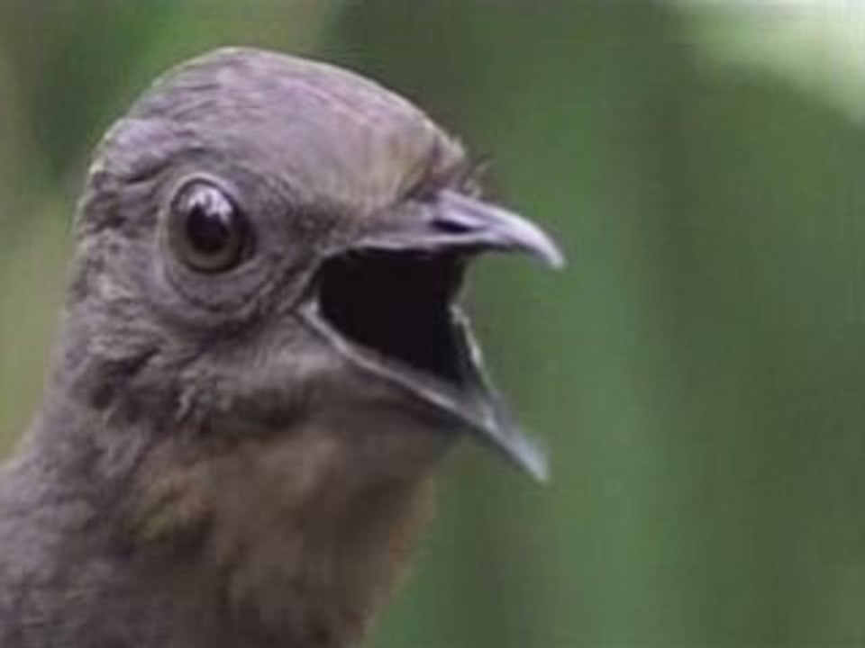 Loiseau Lyre Oiseau Imitateur