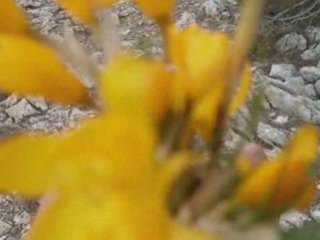 Kuşça köyü slayt