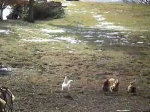 La Cassière (Aydat): Coqs et poules au bord du lac