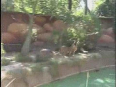 Los Angeles Zoo Valentines Day | Valentines Day