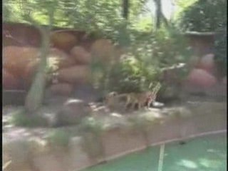 Pixel Card Giving Los Angeles | Zoo Pixel Card Giving