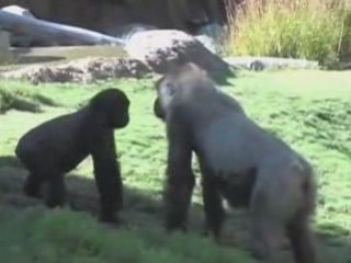 Pixel Card Giving CA | Los Angeles Zoo Pixel Card Giving