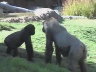 Greater Los Angeles Zoo Association | GLAZA Give Pixel Card