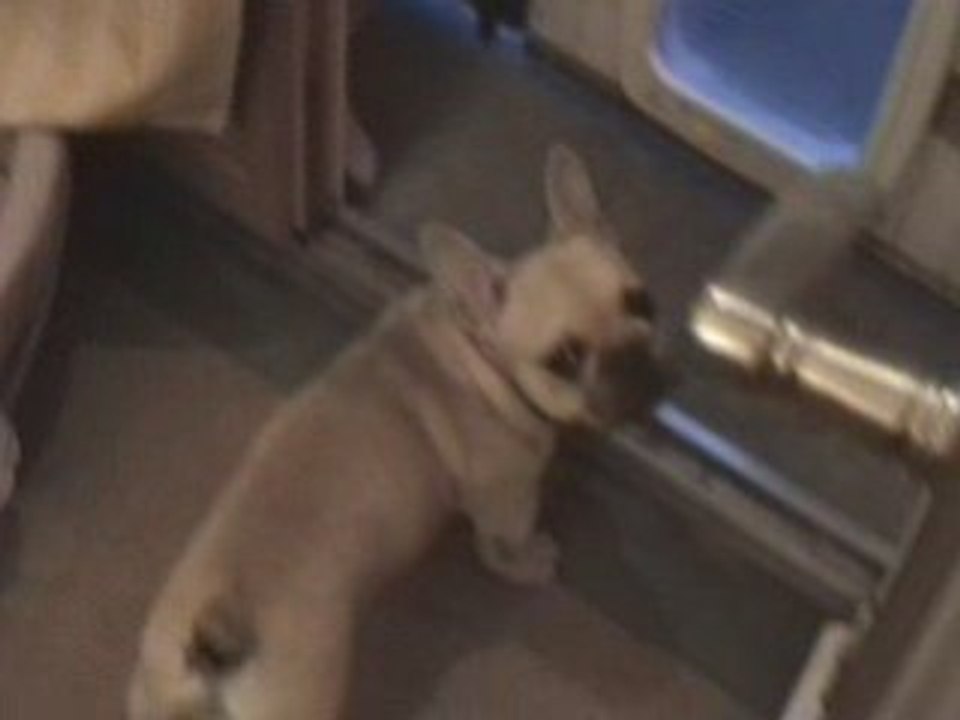 nono mon ptit bouledogue