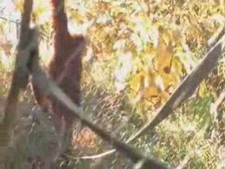 Greater Los Angeles Zoo Association| Valentines Pixel Card