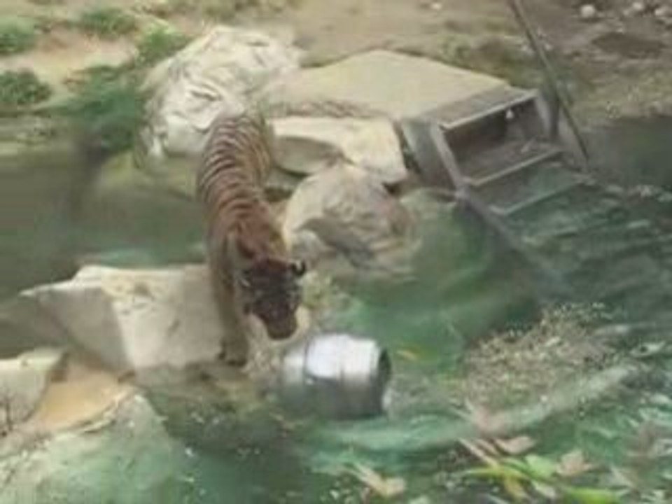 Los Angeles E-Valentines | Valentines Fun Los Angeles Zoo