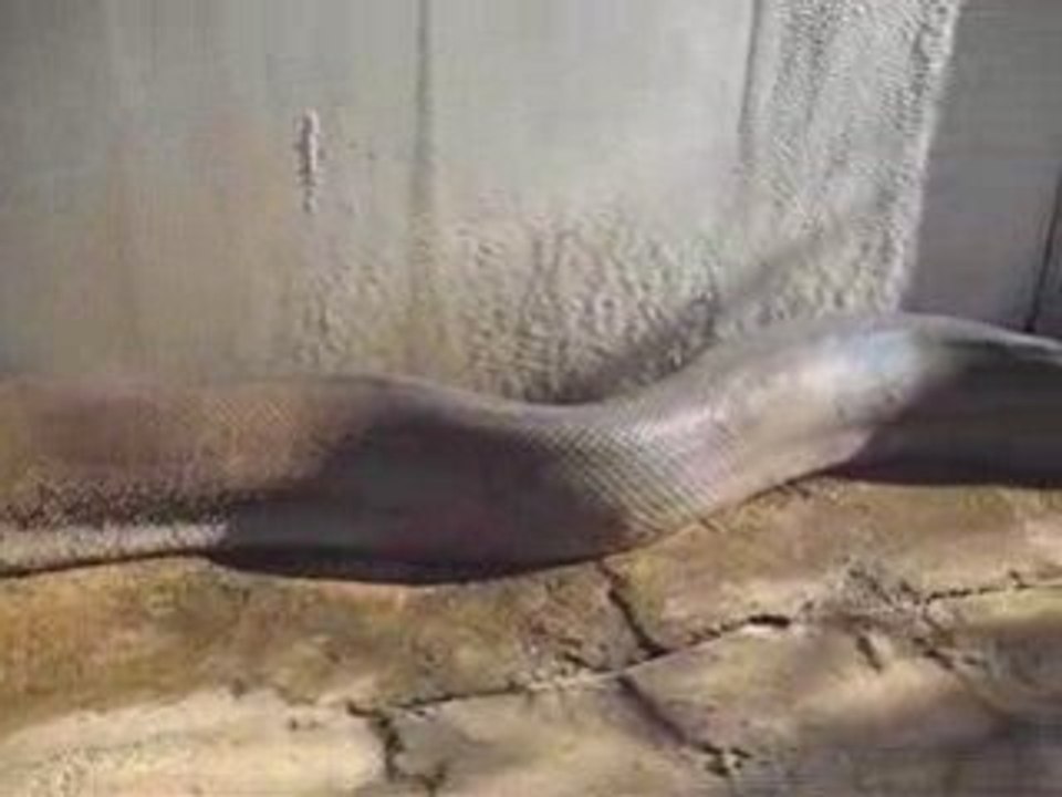 Long Python