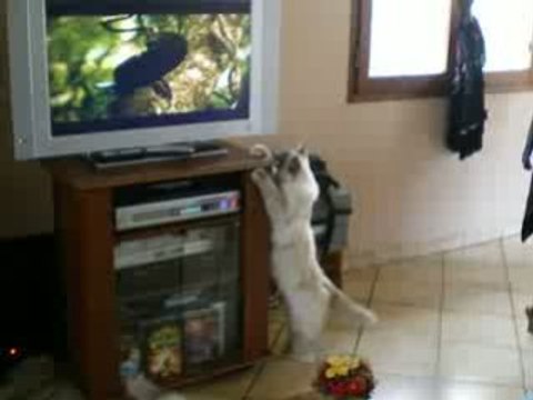 Chat Sacré de Birmanie regardant la télévision