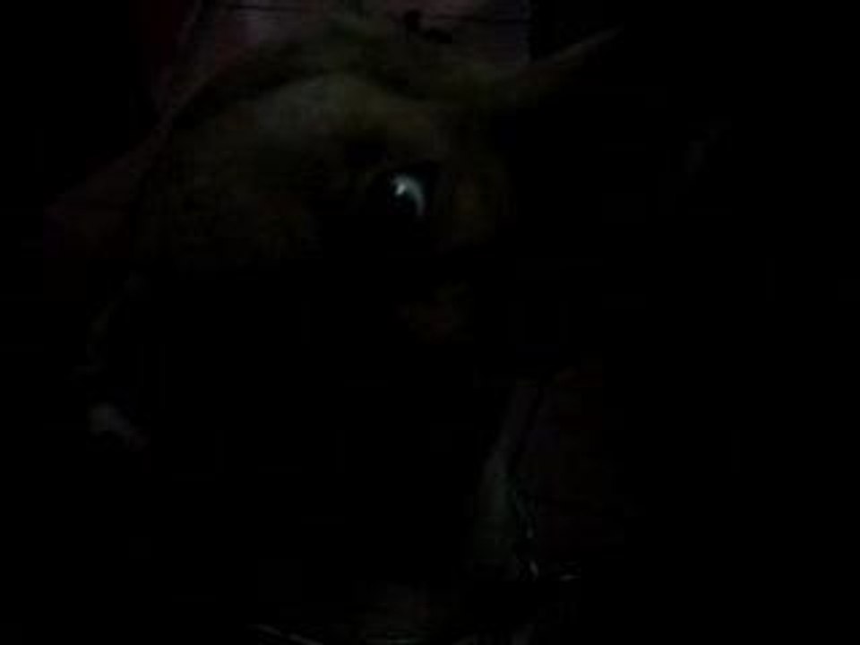 MINHA PIT BUL DARA