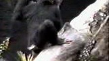 CHIMP11