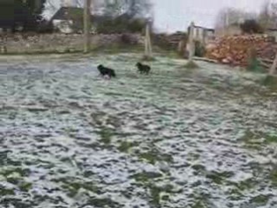 Les schipperkes du roz de kerhas et la neige