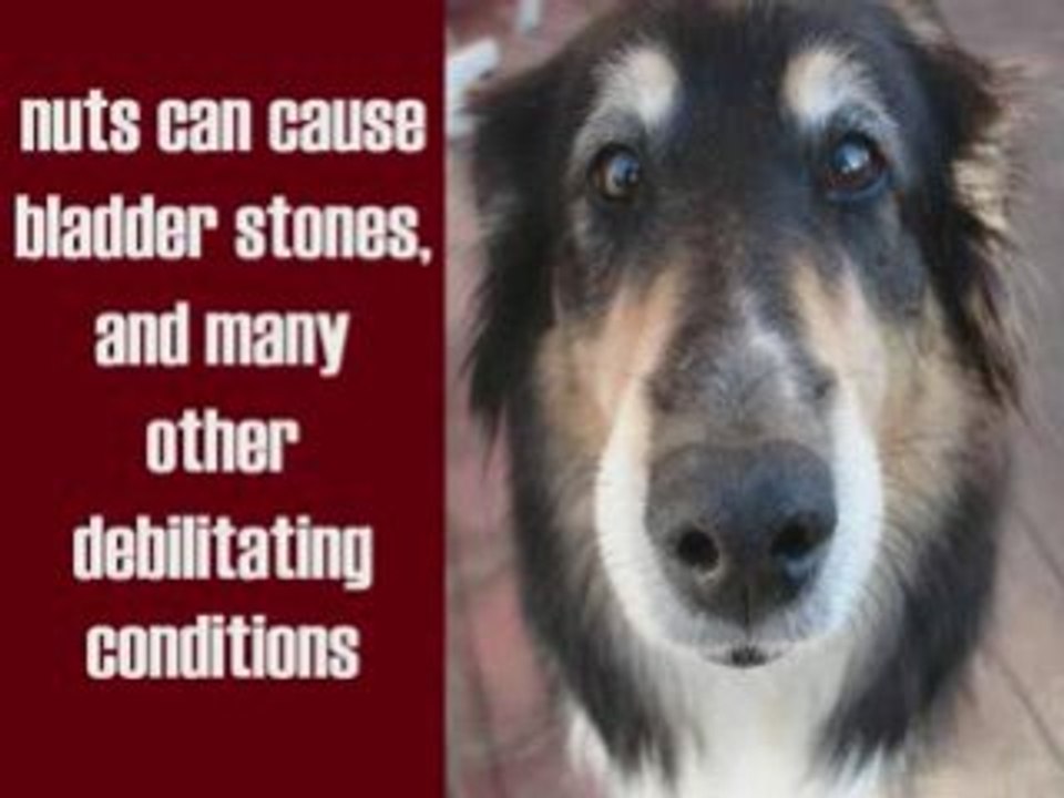 Dogs: Valentine's Day Loving Your Dog To Death