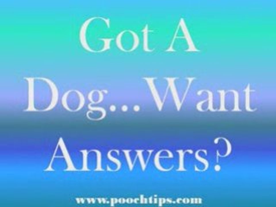 Dogs: Valentine's Day Loving Your Dog To Death - 3