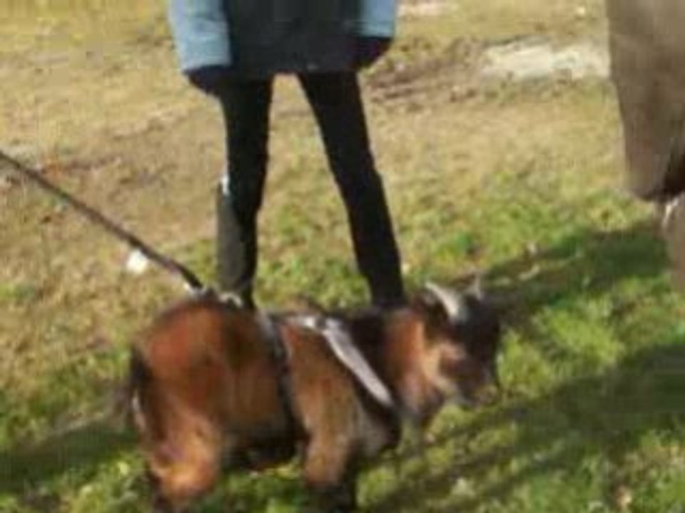 Video de la chevre