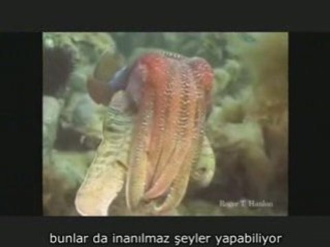 David Gallo Okyanus Derinliklerinde Yaşam Türkçe Çeviri