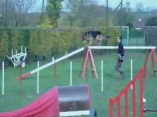 Entraînement agility César 09-11-08.