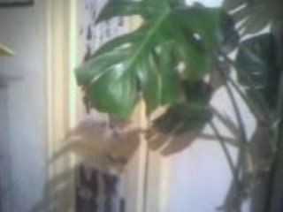 Ben laden va faire peter..heuu Lodève !! xD