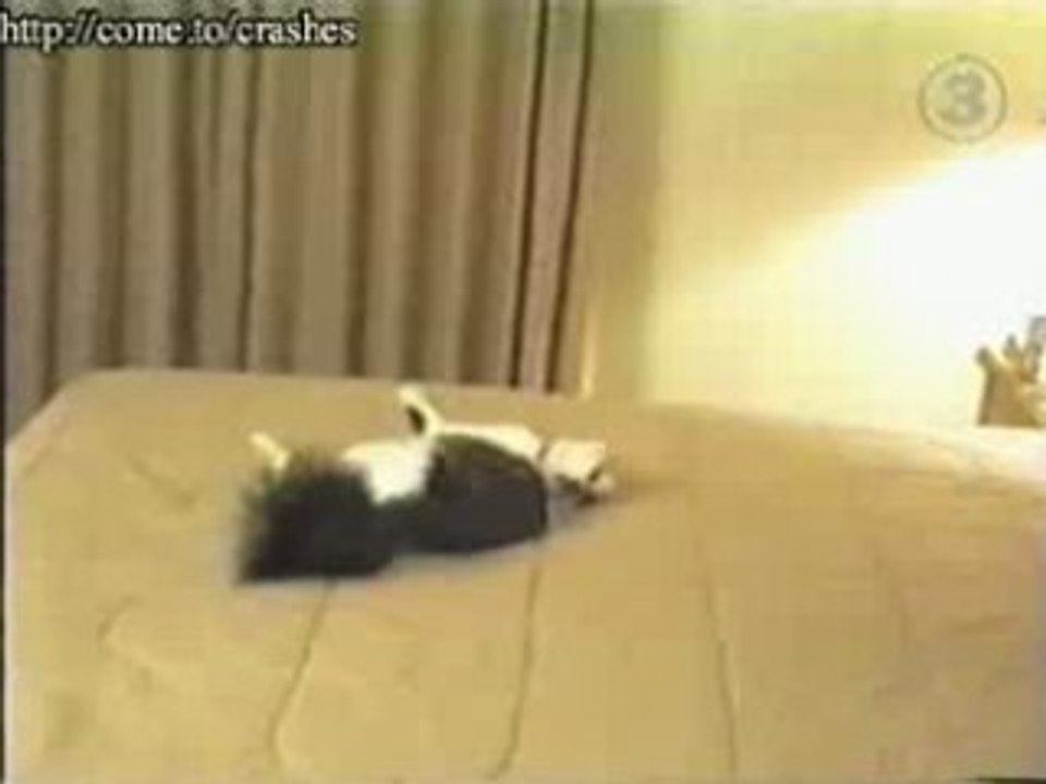 Scared cat
