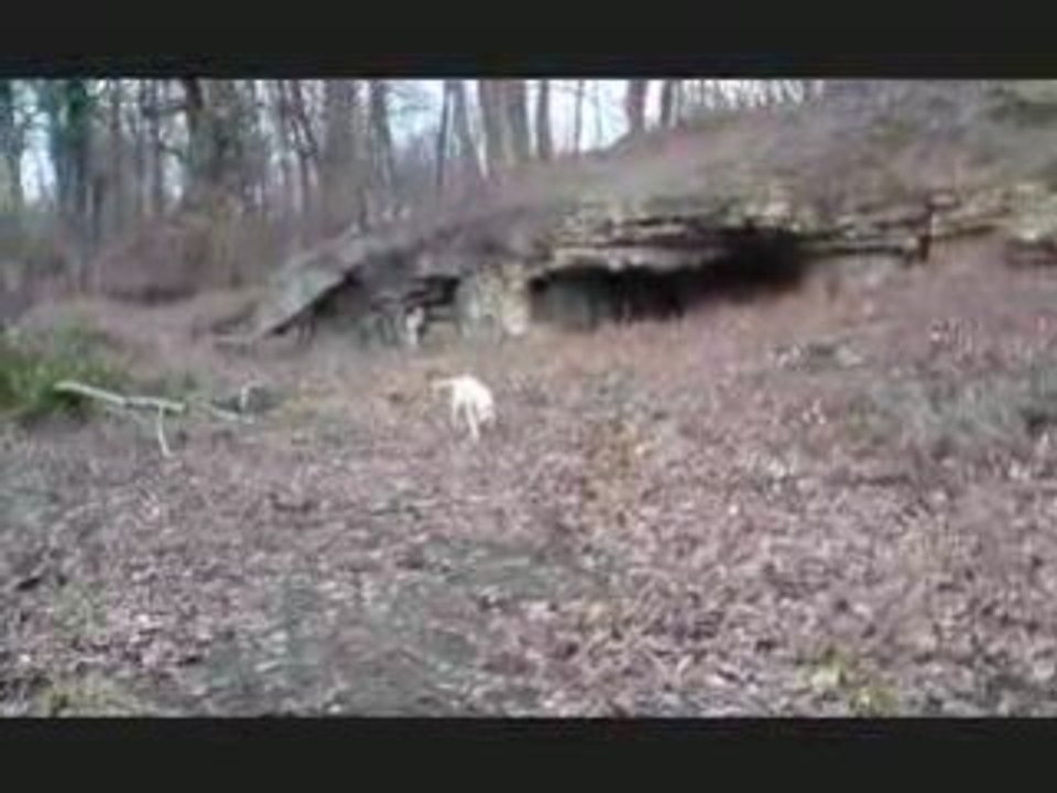 Prince, première sortie en fôret [10-02-09]